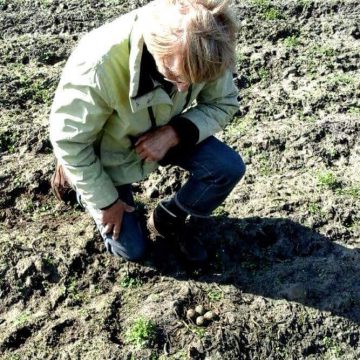 Eerste kievitsei van Boekel