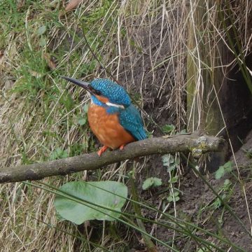 IJsvogels broeden bij Perekker in Boekel
