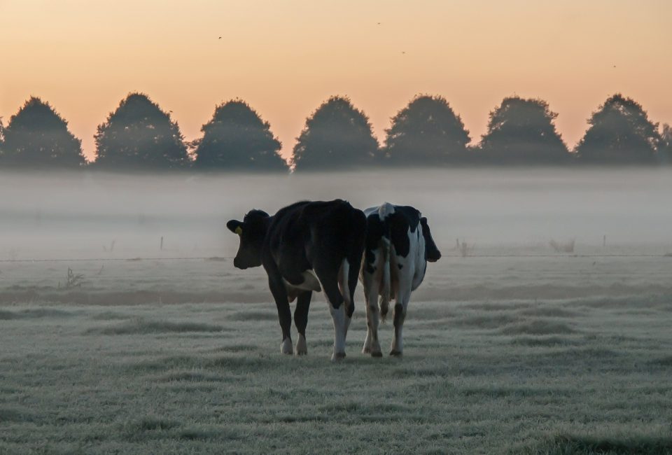 Inzending: Ad van der Wijst – Boekels Mooiste