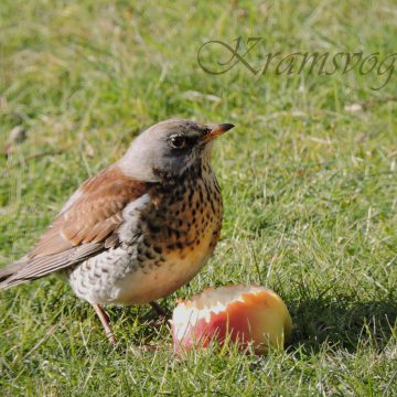 Wintergasten op de Julianastraat