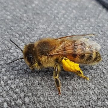 Honingbijen actief