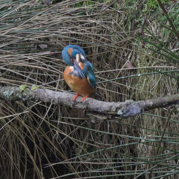 IJsvogel bij de Perekker