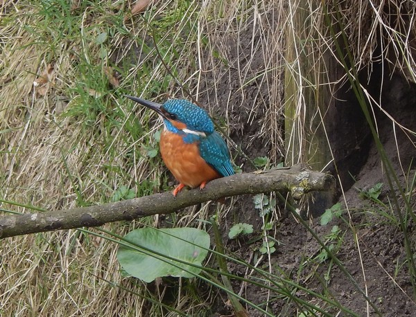 Vroegevogel wandeling Boekel