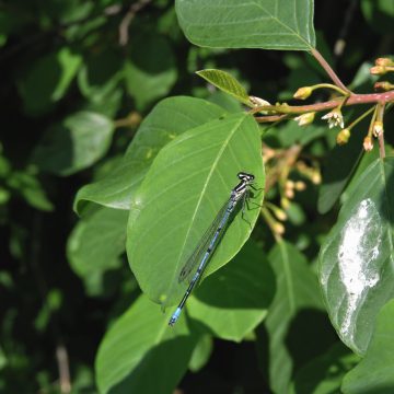 Nieuw seizoen Jeugdnatuurwacht