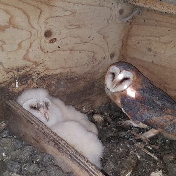 Jaarlijkse kerkuilenonderzoek Vogelwerkgroep