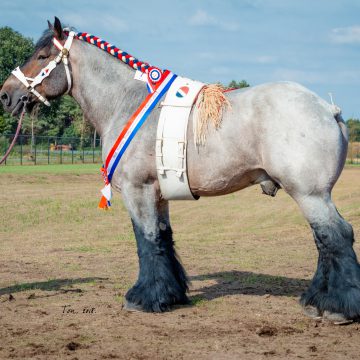 Venhorstse hengst Nationaal kampioen