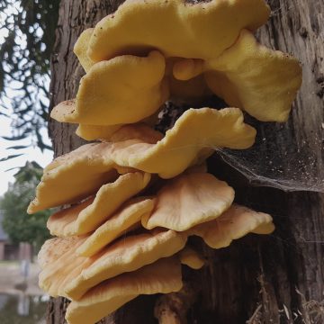 Start jeugdnatuurwacht seizoen 2018-2019