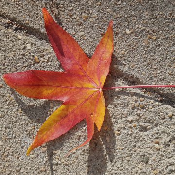 Herfststukjes maken met bladeren