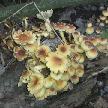 Zoektocht naar paddenstoelen