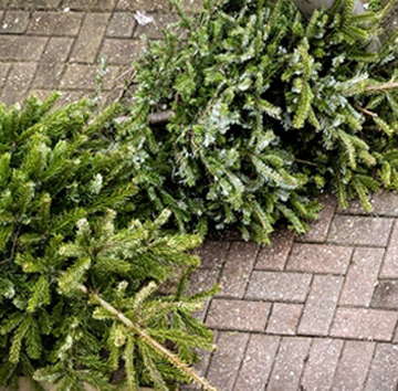 Inzamelen kerstbomen