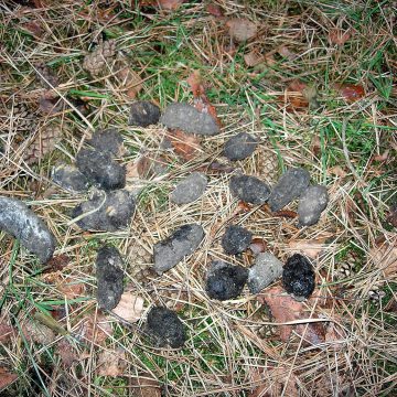 Uitpluizen braakballen bij Jeugdnatuurwacht