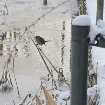 Paddenschermen Jeugdnatuurwacht