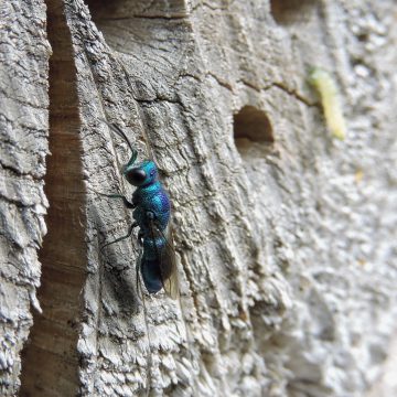 Onderkomen voor insecten JNW