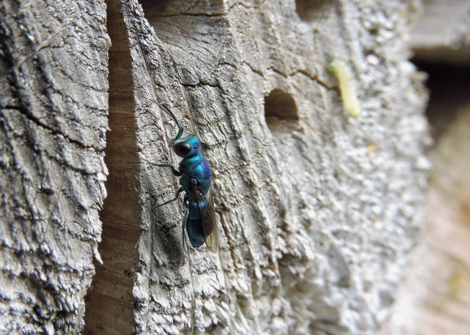 Onderkomen voor insecten JNW