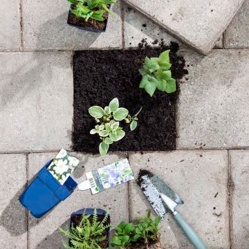 Actie ’tegel eruit, plant erin’