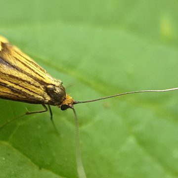 Insecten zoeken op de Perekker