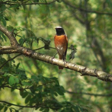 Leiding Jeugdnatuurwacht “de Knokert”: “We gaan weer nestkasten bekijken”