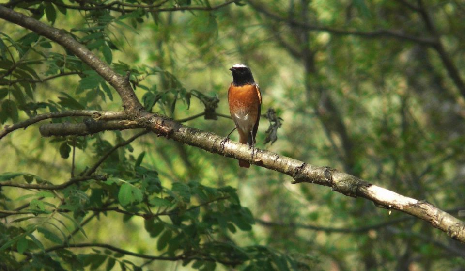 Leiding Jeugdnatuurwacht “de Knokert”: “We gaan weer nestkasten bekijken”