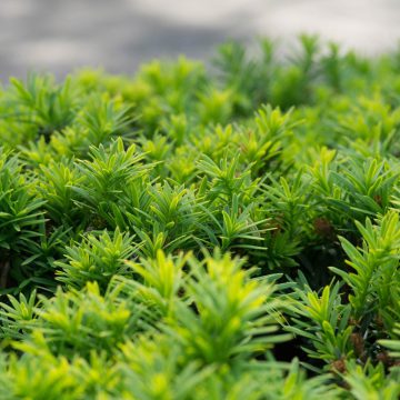 Inzameling taxussnoeisel gaat weer van start