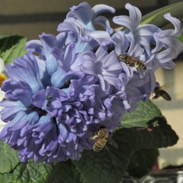 Jeugdnatuurwachten info middag over honingbijen