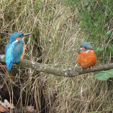 Jeugdnatuurwacht ijsvogels