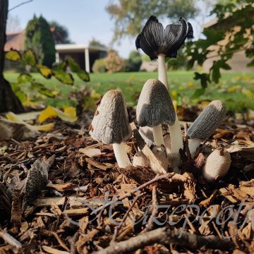 Volop paddenstoelen in Boekel en Venhorst