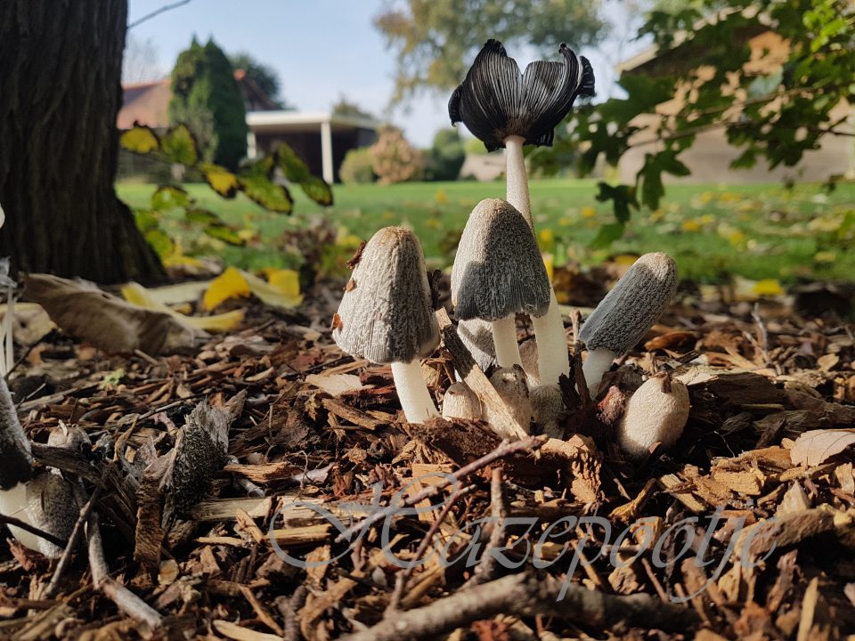 Volop paddenstoelen in Boekel en Venhorst
