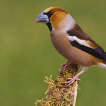 Tentoonstelling vogels bij Nia Domo