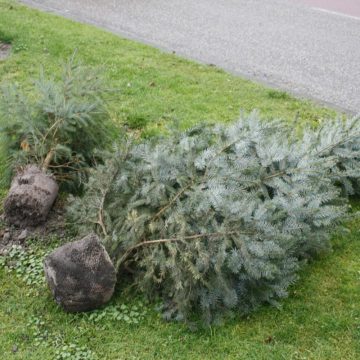 Kerstboom inzameling