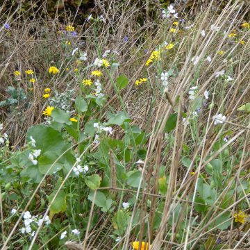 Vervolg project Bloemenakker