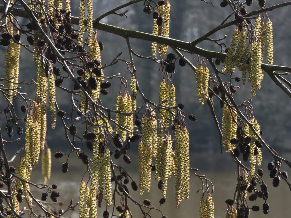 Zoeken naar knoppen van bomen en struiken
