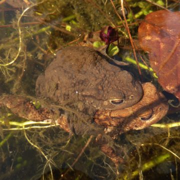 Paddenscherm bij jeugdnatuurwacht