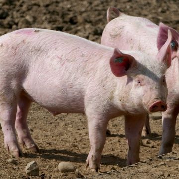 Slechts 24.500 euro bijdrage van de provincie aan De Elzen