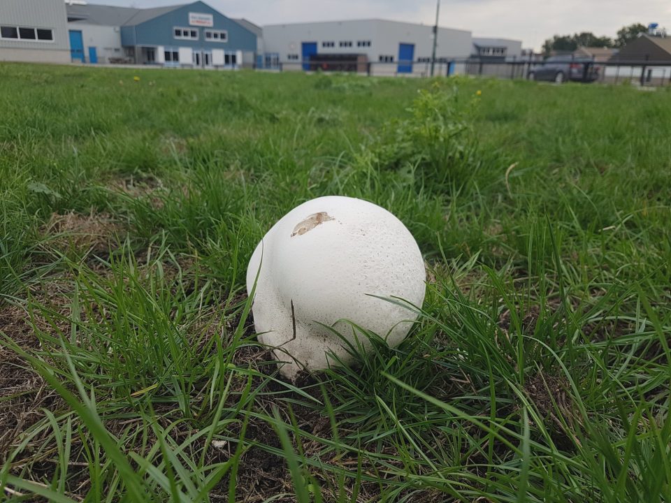Geannuleerd: jeugdnatuurwacht