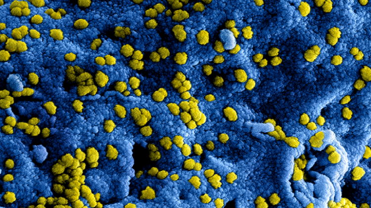 Vogelgriep in de regio