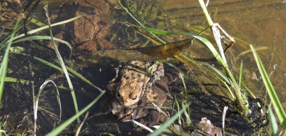 Paddentrek bij de Perekker
