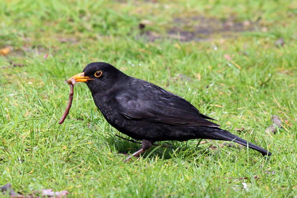 Een levende tuin begint bij de bodem