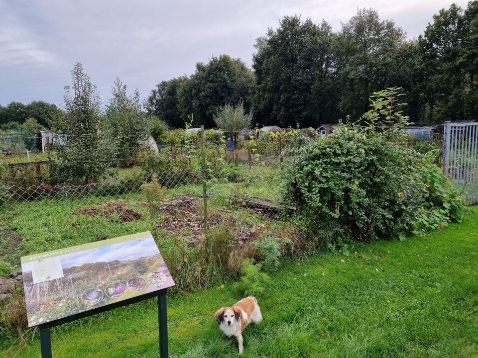 De volkstuintjes weg voor een nieuwbouwwijk? Lekker laten zitten!