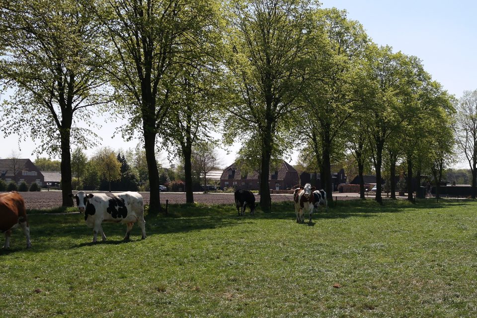 Kom ‘huppelende’ koeien kijken!
