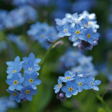 Feestelijke informatieavond Geheugenhuis Boekel