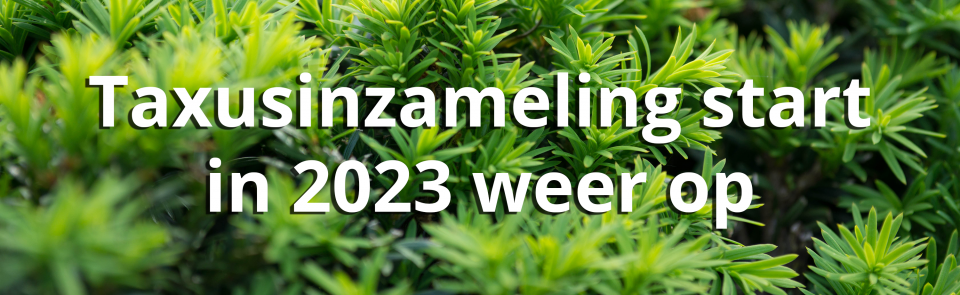 Taxusinzameling start weer in 2023