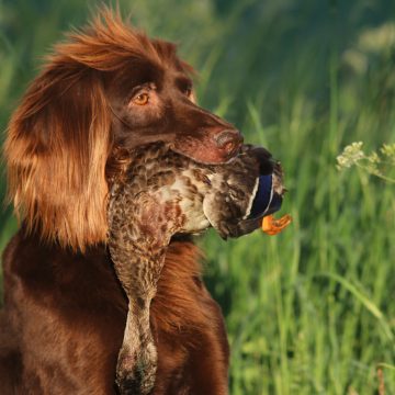 Jachthondenwedstrijd op terrein het Boekels Ven