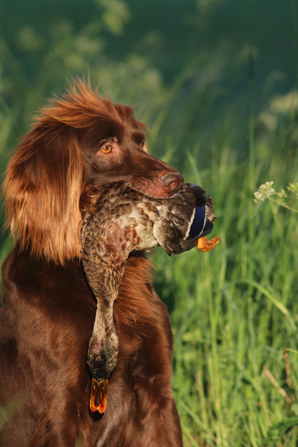 Jachthondenwedstrijd op terrein het Boekels Ven