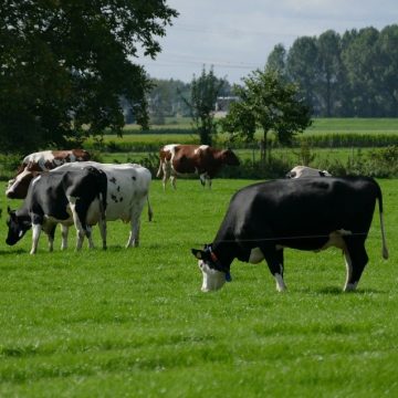 Informatieavond geurgebiedsvisie en geurverordening