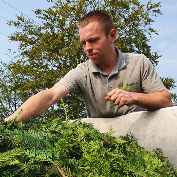 Taxusinzameling gaat in 2024 weer van start