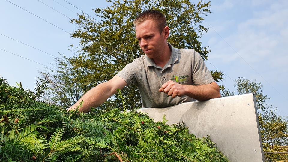 Taxusinzameling gaat in 2024 weer van start