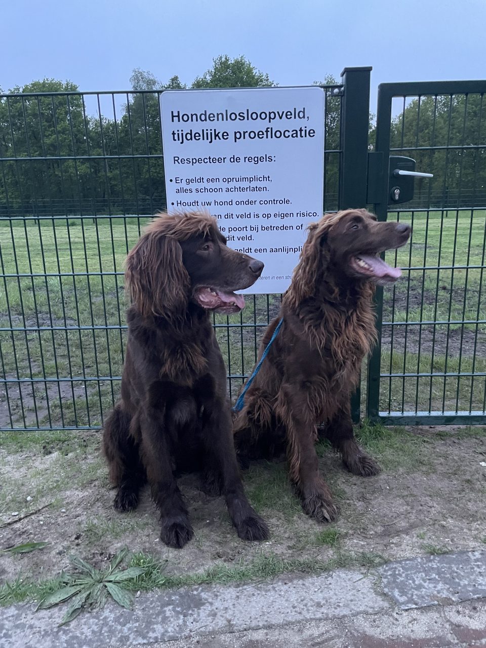 Hondenlosloopveld aan de Burgt