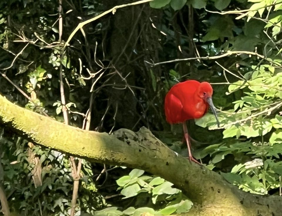 Rode ibis gespot bij de Perekker