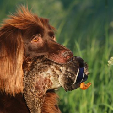 Jachthondenwedstrijd op terrein Boekels Ven