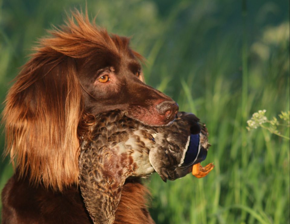 Jachthondenwedstrijd op terrein Boekels Ven